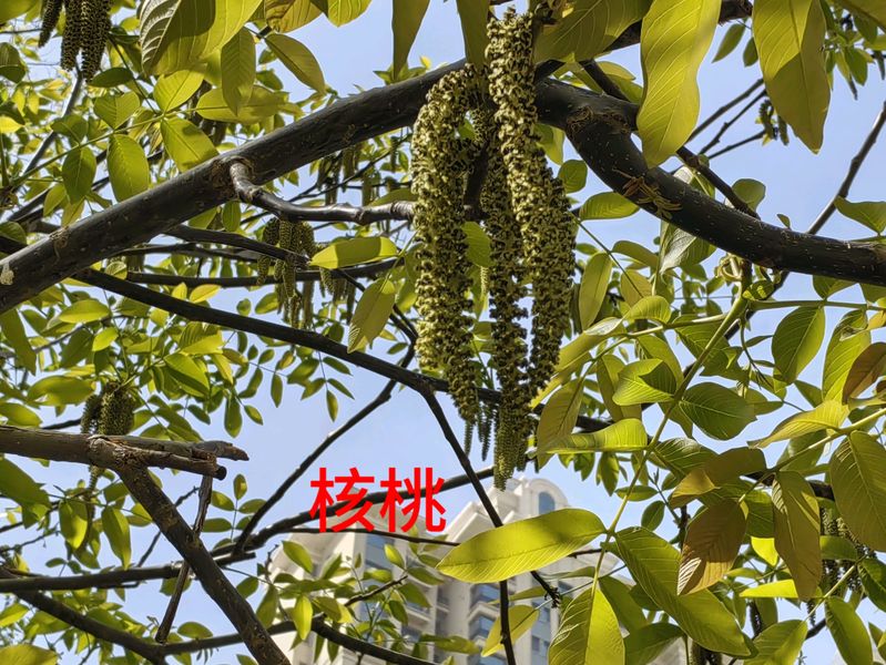 花草养护知识