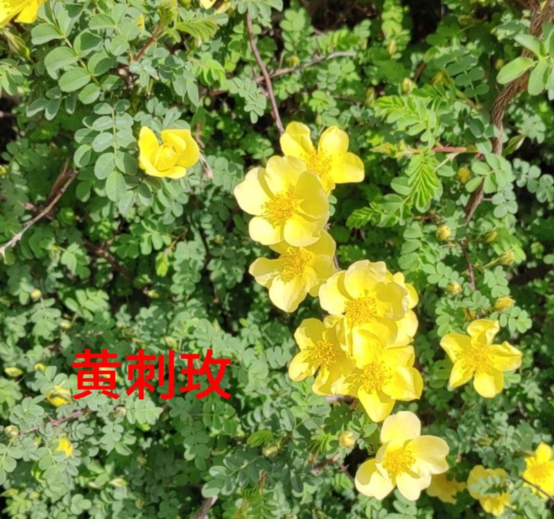 花草养护知识