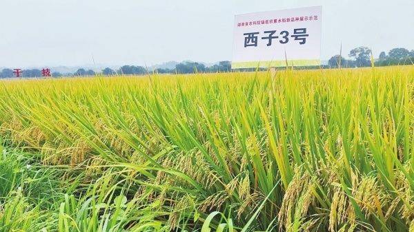 种错地方效果归零?低镉、耐盐碱、普通水稻如何各司其职