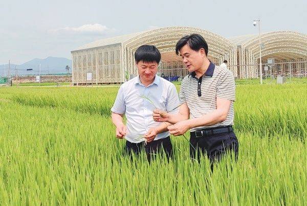Salt-alkali rice cultivation techniques