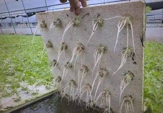 Pictures of techniques for water growing vegetables