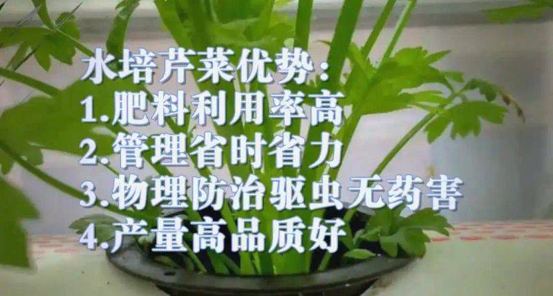 Pictures of techniques for water growing vegetables