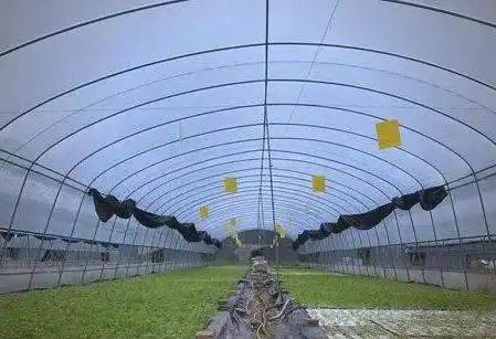 Pictures of techniques for water growing vegetables