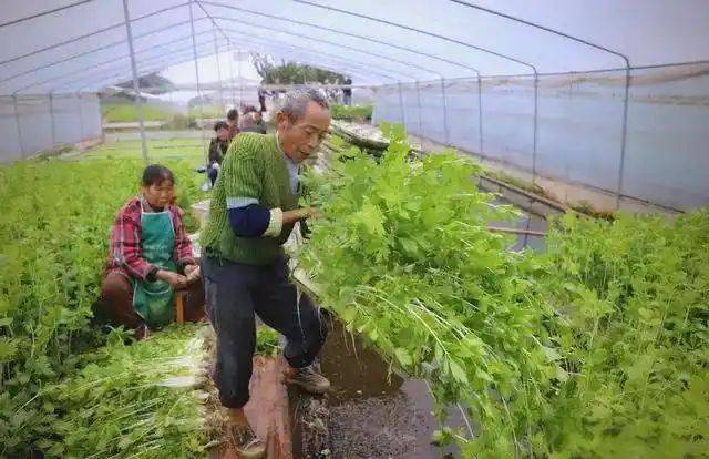 Pictures of techniques for water growing vegetables