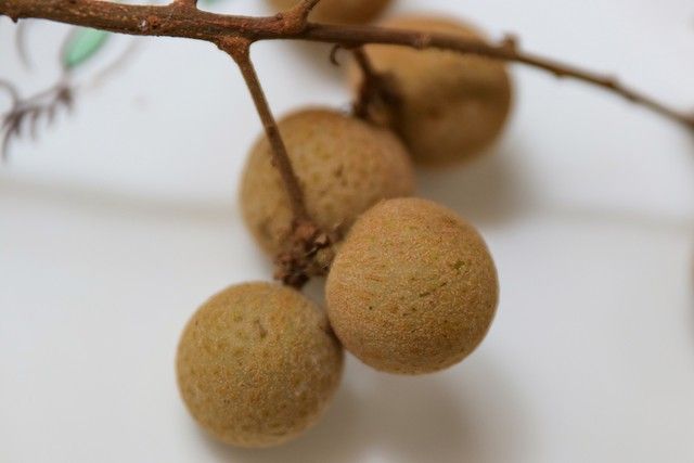 水果新品种种植