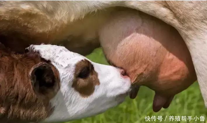 催奶方法