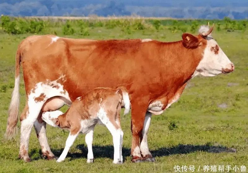 催奶方法