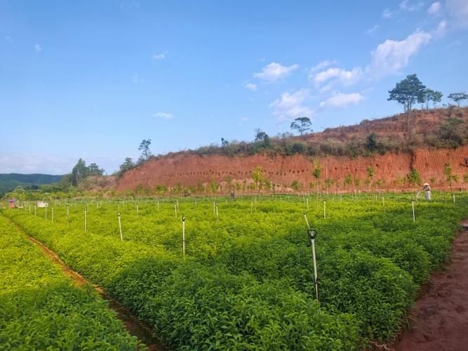 广玉兰树苗种植方法