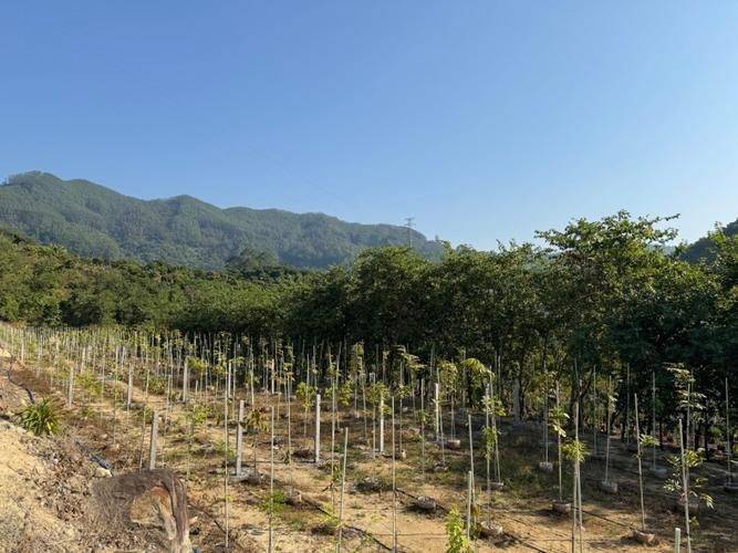广玉兰树苗种植方法