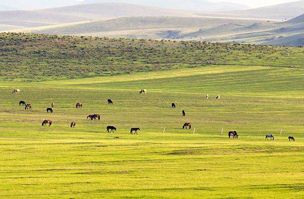 Characteristics and causes of desertification in the grasslands of huronbel