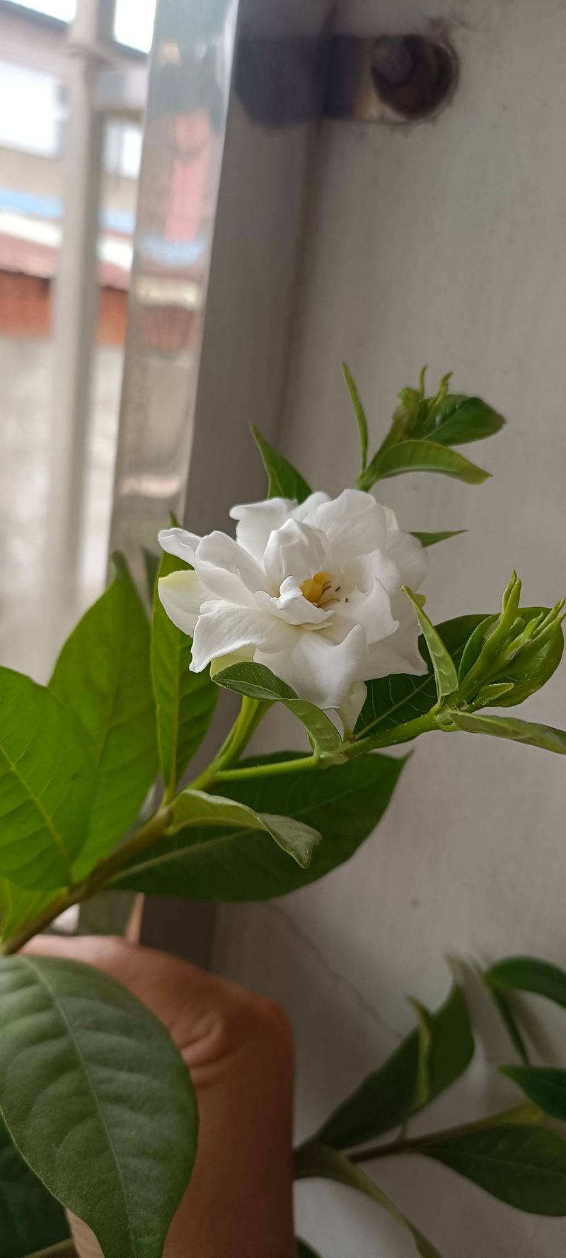 荷花如何种植方法