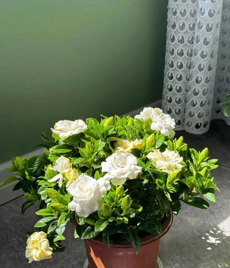 荷花如何种植方法