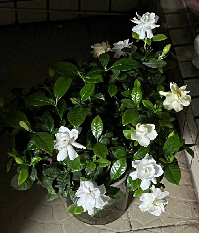 荷花如何种植方法