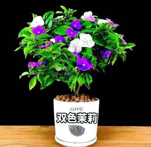 Jasmine planting technique