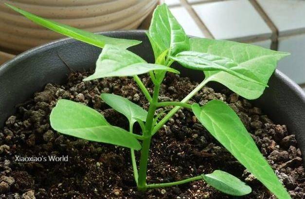Jasmine planting technique