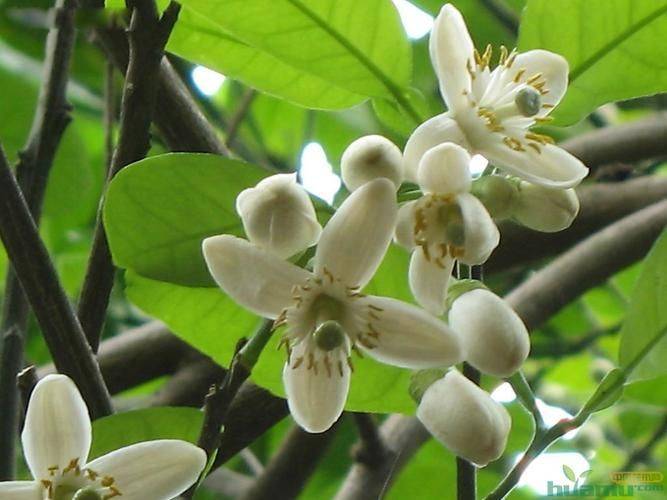 Jasmine planting technique