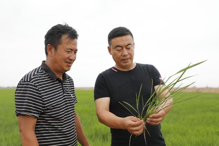 盐碱地水稻种植技术