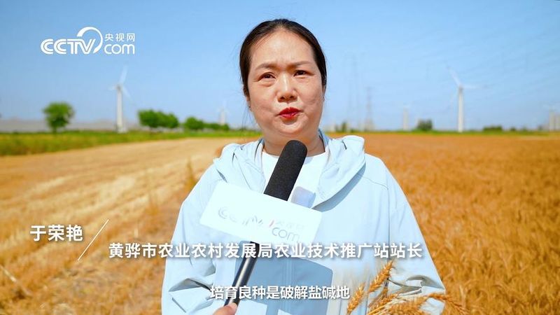 盐碱地水稻种植技术