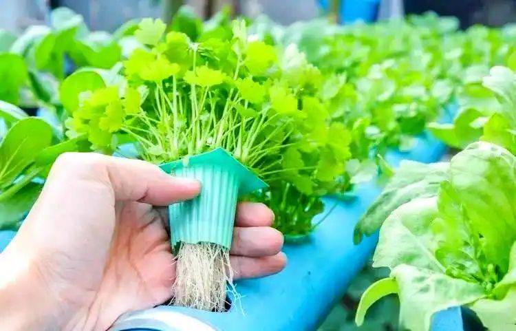Pictures of techniques for water growing vegetables