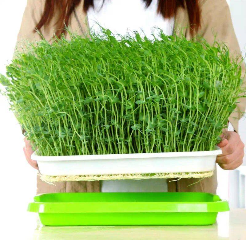 Pictures of techniques for water growing vegetables