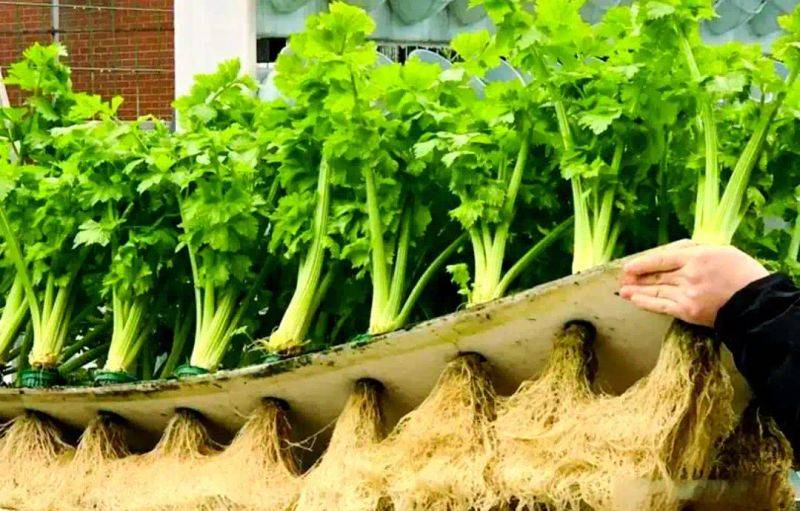 Pictures of techniques for water growing vegetables