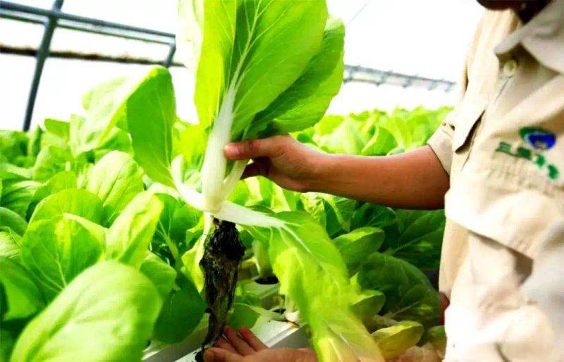 Pictures of techniques for water growing vegetables