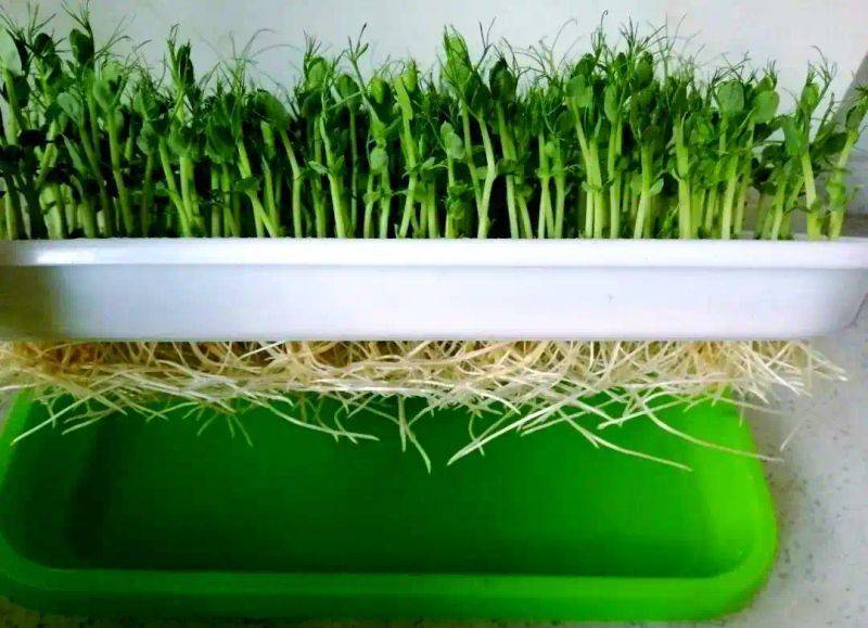 Pictures of techniques for water growing vegetables