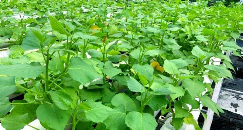 Pictures of techniques for water growing vegetables