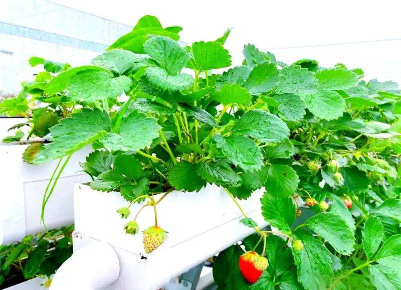 Pictures of techniques for water growing vegetables