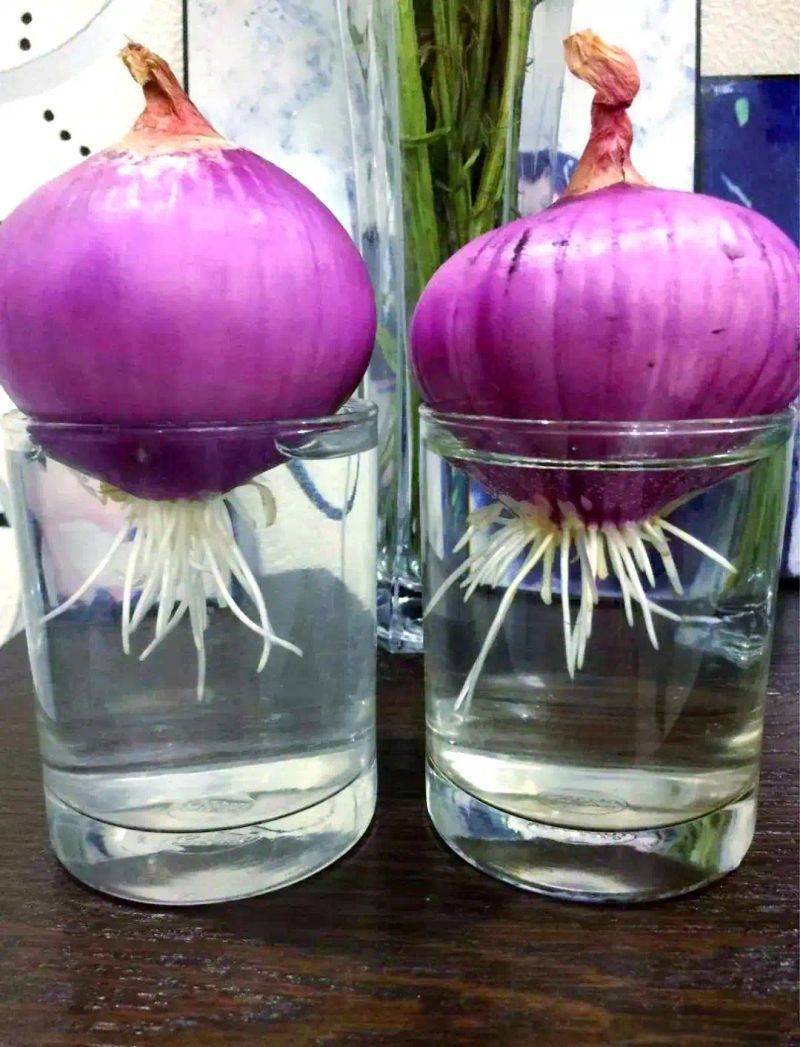 Pictures of techniques for water growing vegetables