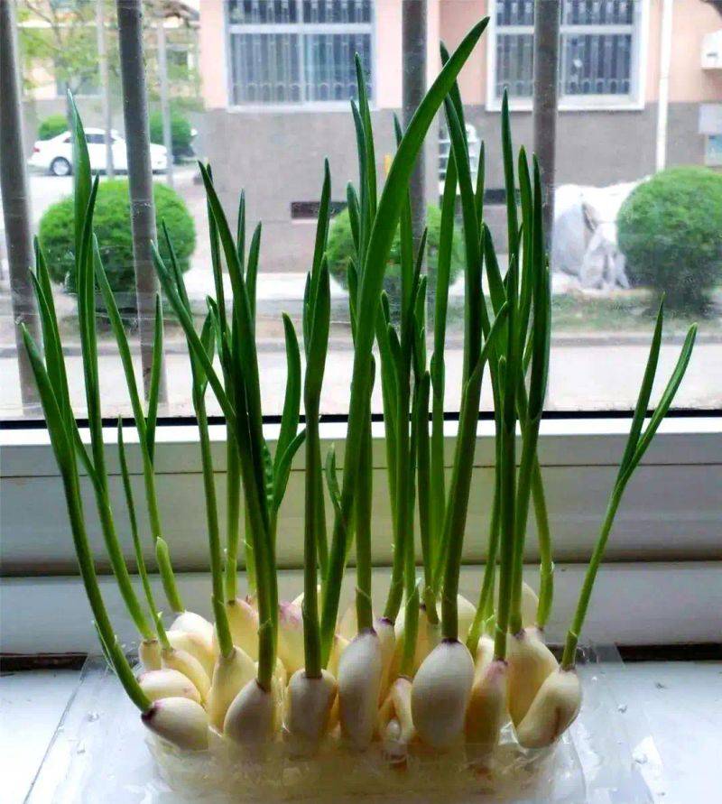 Pictures of techniques for water growing vegetables