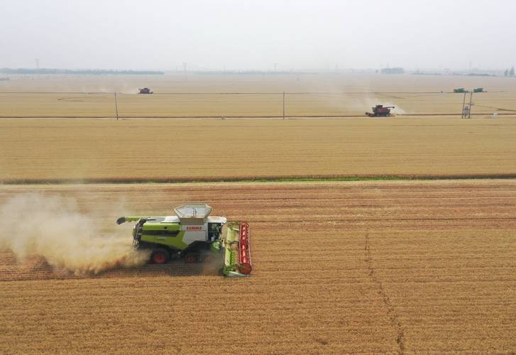 Technology for the cultivation of rich wheat