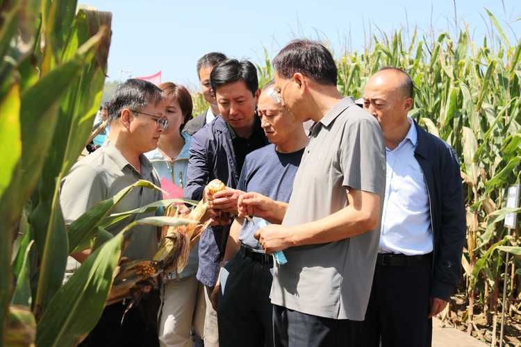 旱地高产玉米种植技术