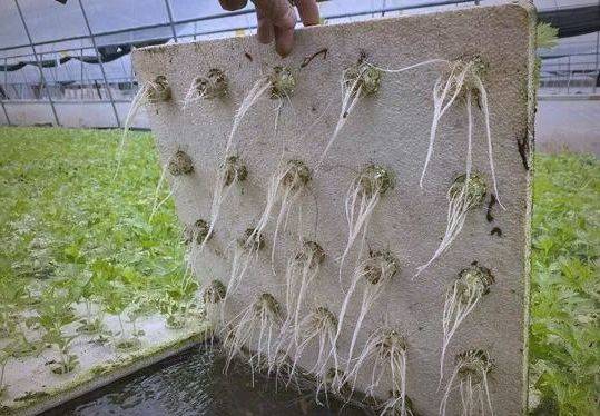 Pictures of techniques for water growing vegetables