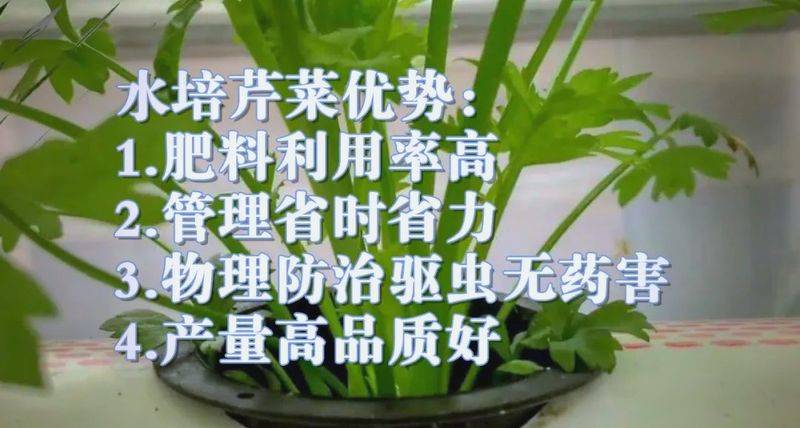 Pictures of techniques for water growing vegetables