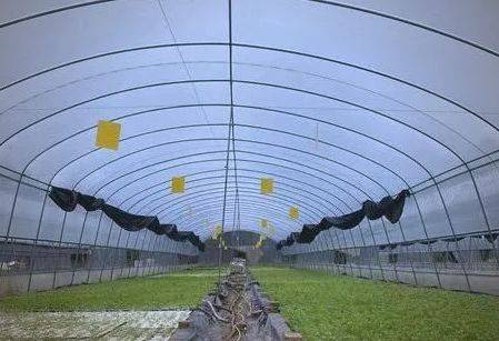 Pictures of techniques for water growing vegetables