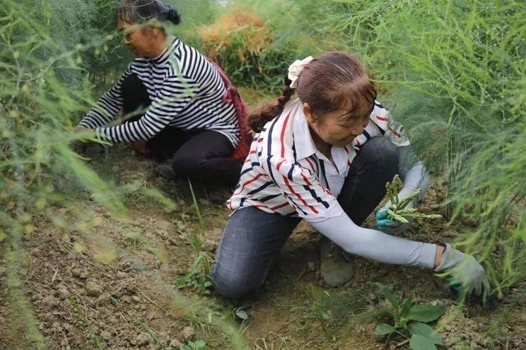 芦笋的种植技术