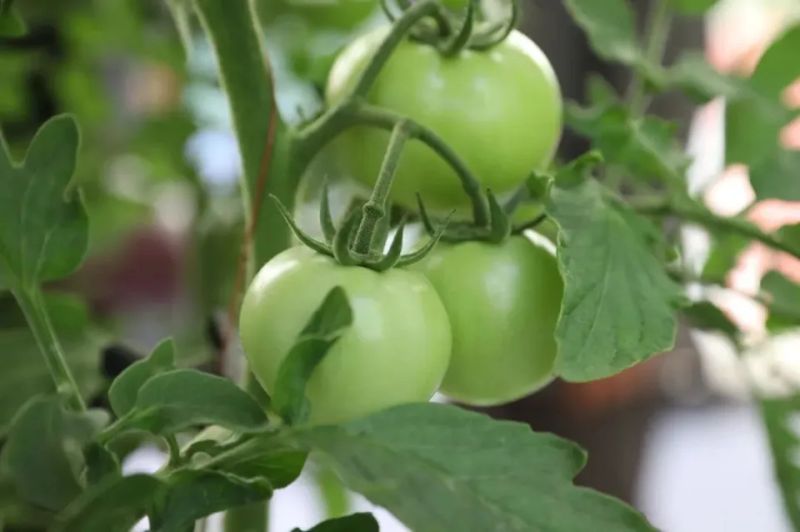 西红柿盆栽种植方法