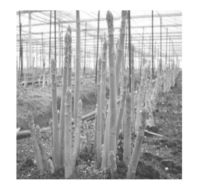 The technique of planting platinum