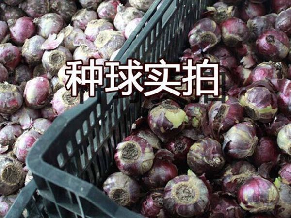 万寿菊种植方法