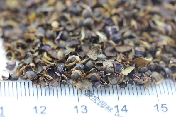 万寿菊种植方法