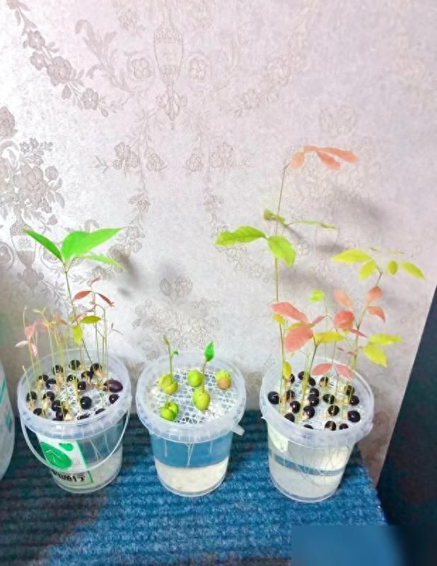 蓝莓种子的种植方法