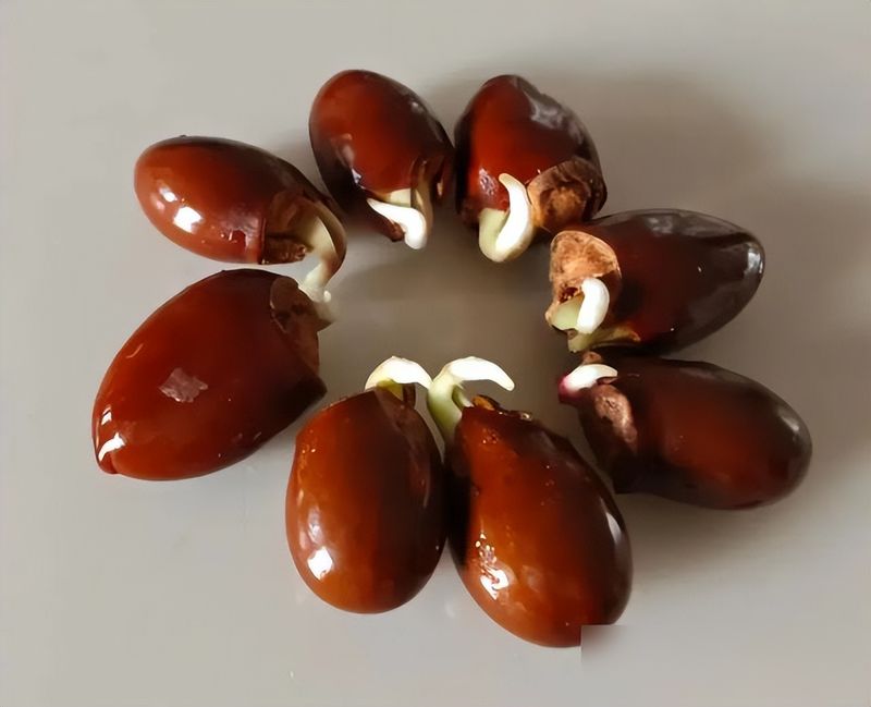 蓝莓种子的种植方法