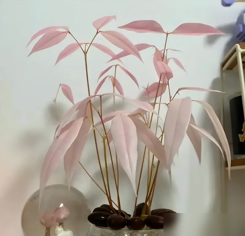 蓝莓种子的种植方法