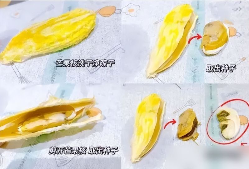 蓝莓种子的种植方法