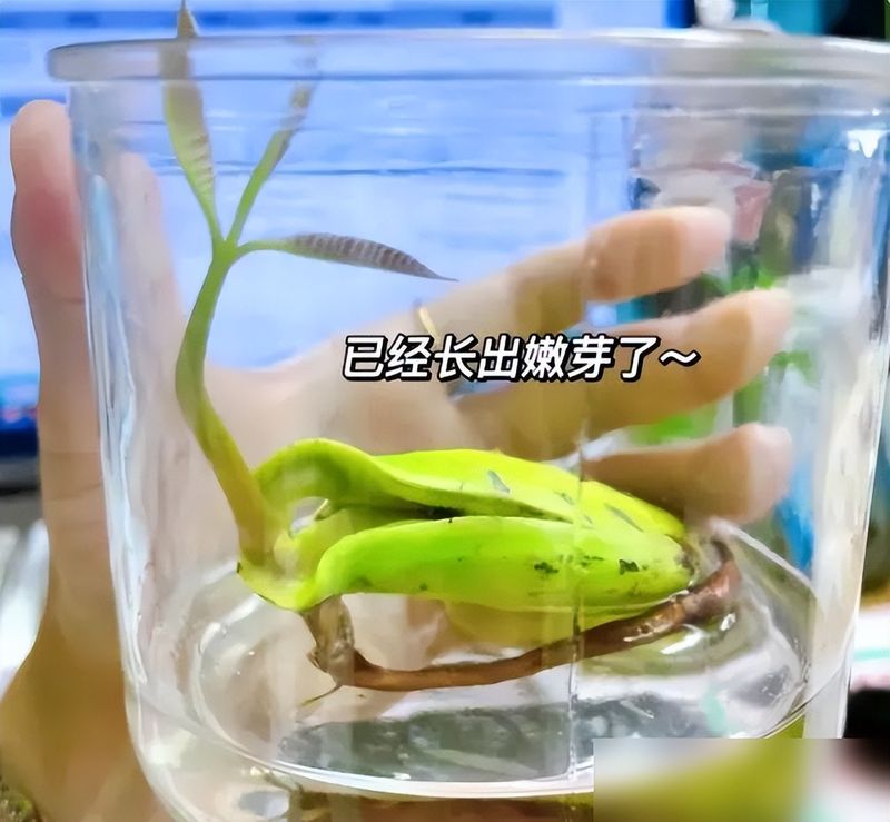 蓝莓种子的种植方法