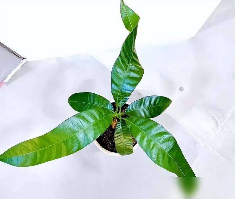 蓝莓种子的种植方法