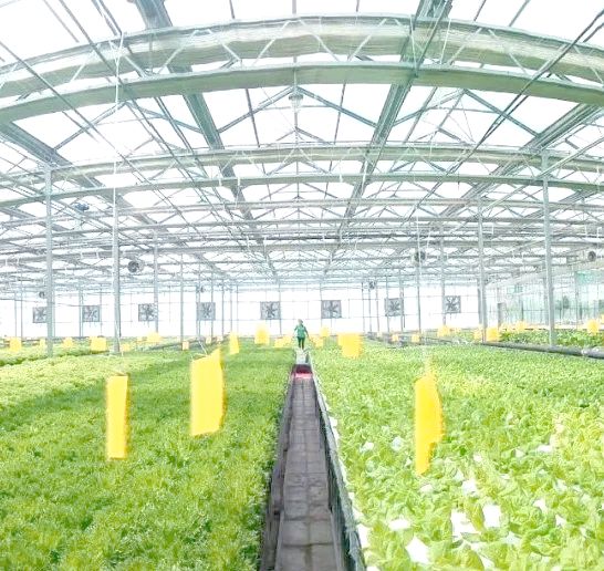 水上种植蔬菜技术图片