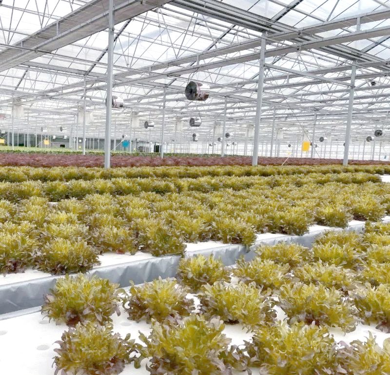 水上种植蔬菜技术图片