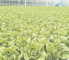 水上种植蔬菜技术图片